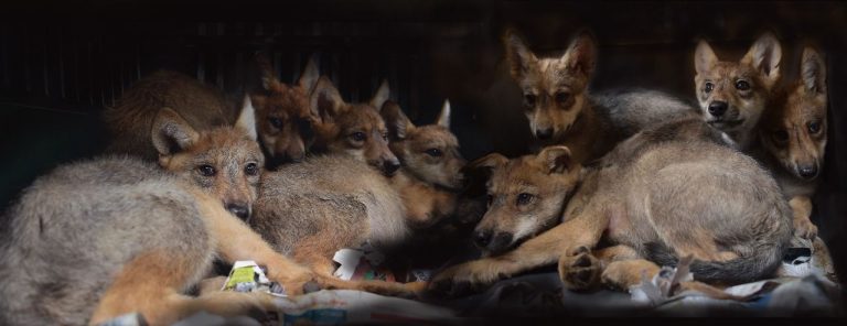 ¿Son los Zoológicos una herramienta para conservar especies en peligro?