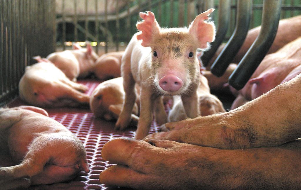 Peste porcina en China