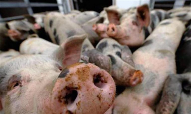 Peste porcina en China; castigan a 200 funcionarios por no contener brote