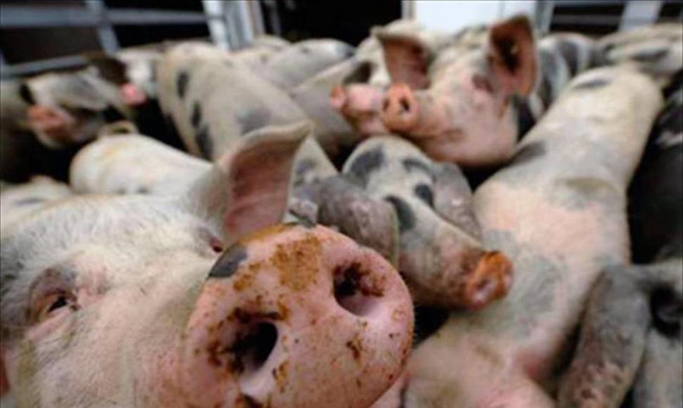 Peste porcina en China