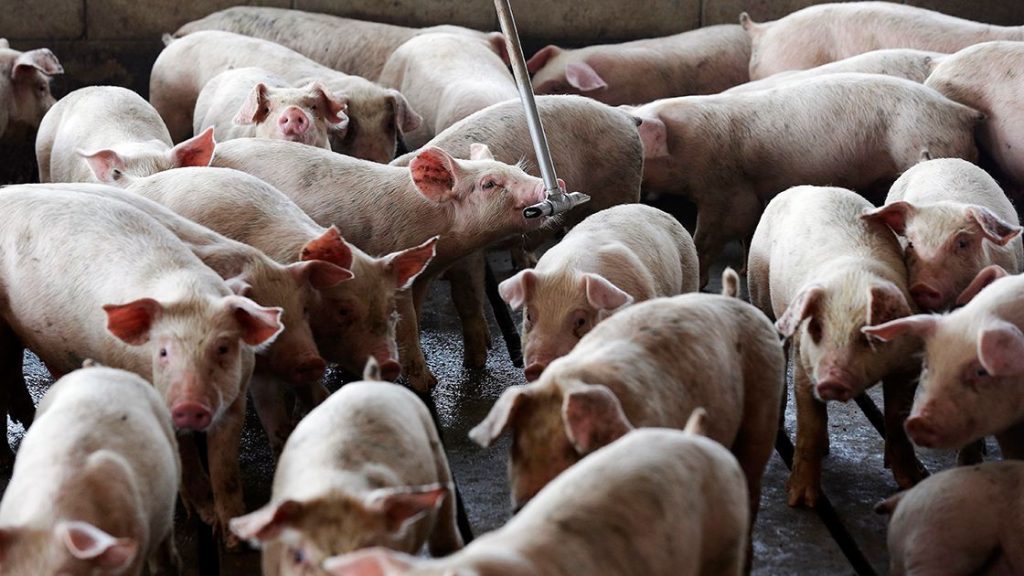 ¿Es viable tener un mundo sin mataderos?