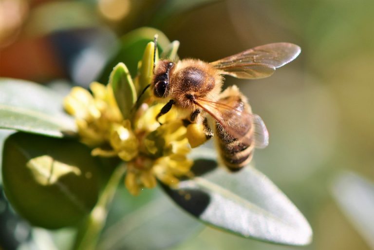 Ganadores del concurso bee2be buscan proteger a la abeja melipona