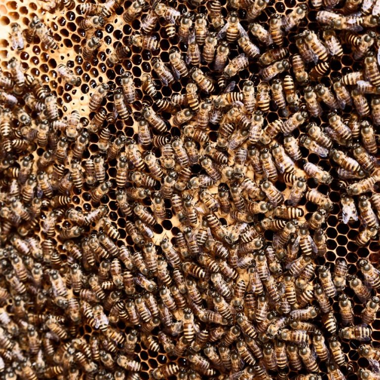 Proponen convertir popotes usados en colmenas para la preservación de las abejas