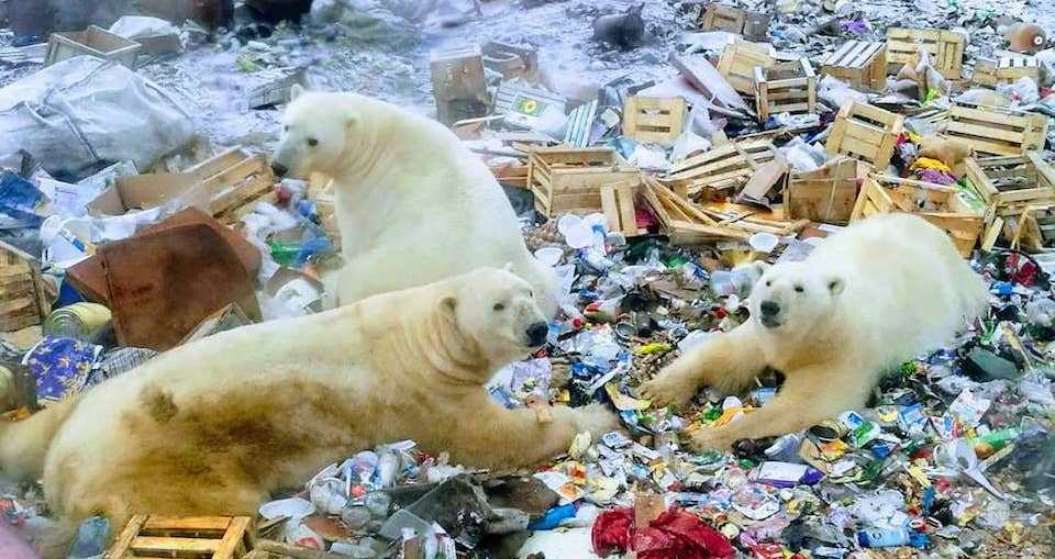 Rusia en estado de emergencia por 'invasión' de osos polares