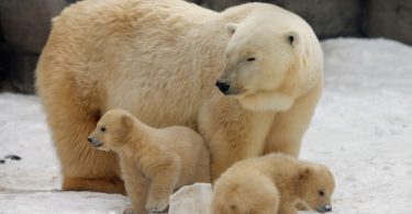 Rusia en estado de emergencia por 'invasión' de osos polares