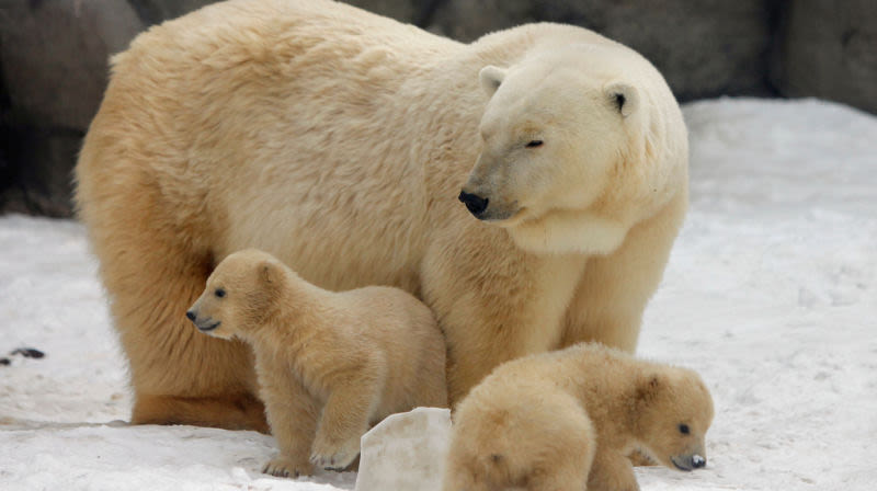 Rusia en estado de emergencia por 'invasión' de osos polares