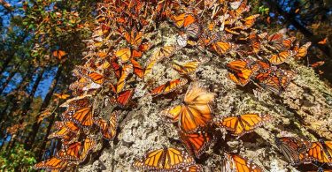 Conservación de la mariposa monarca en México y Norteamérica