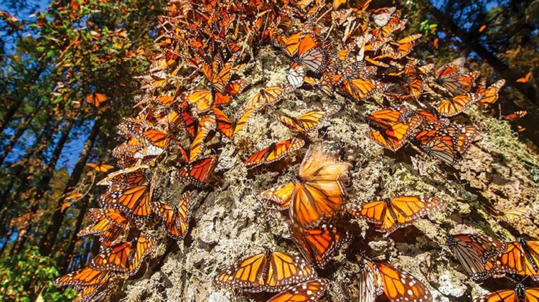 Conservación de la mariposa monarca en México y Norteamérica