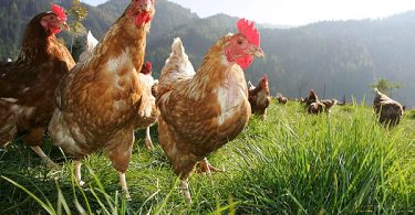 Productores de la industria del huevo de gallinas l