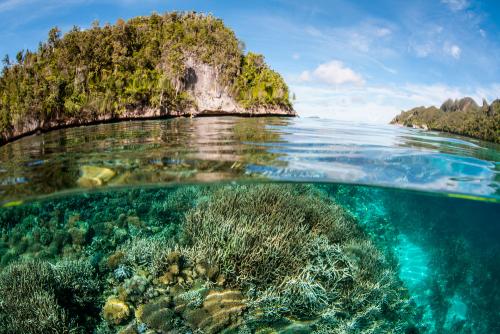 Salvar la biodiversidad de la Tierra con el Acuerdo Global por la Naturaleza