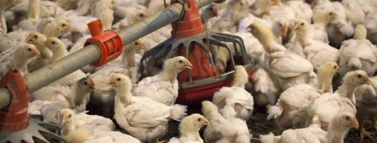 Elevar multas a supermercados por colusión de la carne de pollo