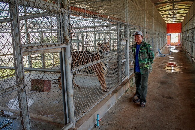 Si te gustan los tigres, no te va a gustar lo que pasa en Laos 