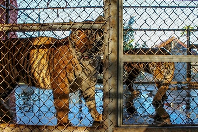 Si te gustan los tigres, no te va a gustar lo que pasa en Laos 