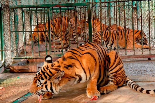 Si te gustan los tigres, tienes que conocer esta historia