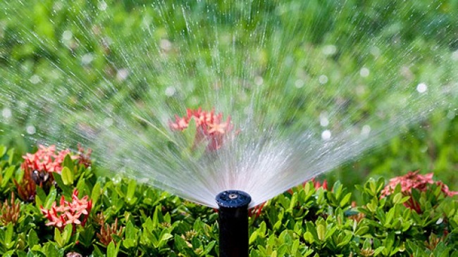 Guía para la conservación del agua en el patio o jardín  