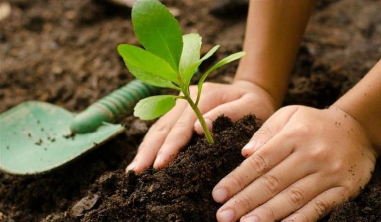 Plantar árboles no ayudará al medio ambiente