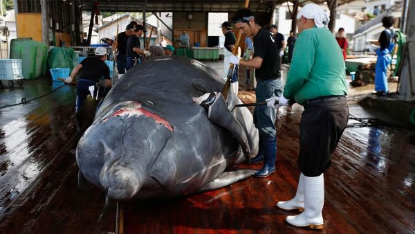 Caza comercial de ballenas en Japón; renaudará labores pese a condena mundial
