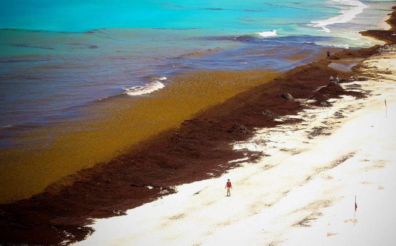 Hace unos días, Vidanta envió una carta a la Marina, la cual publicó López Obrador, en la que anticipaba la limpieza de su playa solicitando el pago correspondiente.