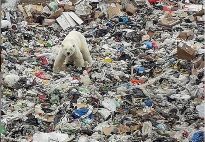 Víctima del calentamiento global, este oso polar visita la ciudad
