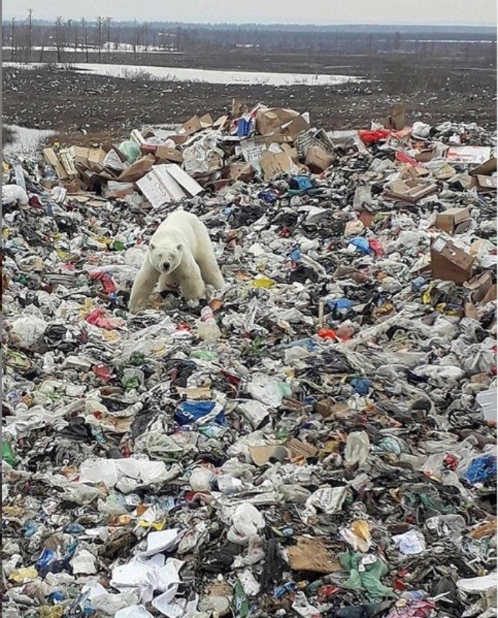 Víctima del calentamiento global, este oso polar visita la ciudad