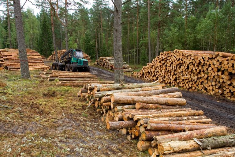 Solo productos libres de deforestación: el plan de importación de Bruselas