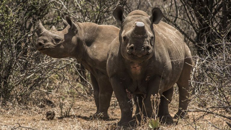 Aumentarán la población del rinoceronte negro con un bono de impacto
