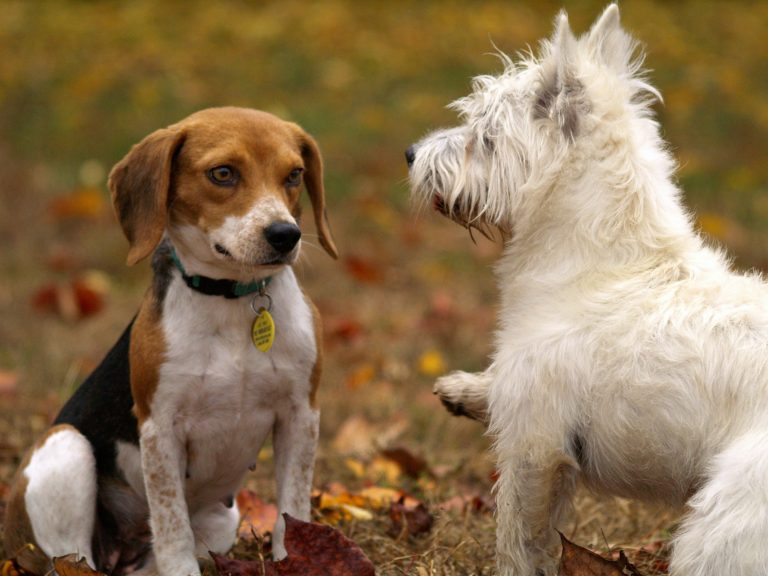 Es el día Internacional del Perro… y la RSE de Petco lo sabe