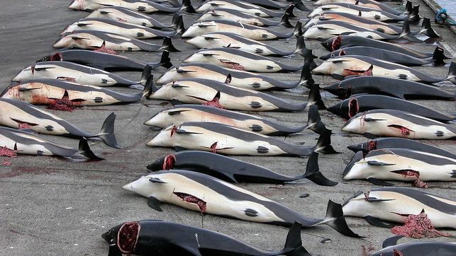 Lo que debes saber sobre la caza de ballenas en Japón