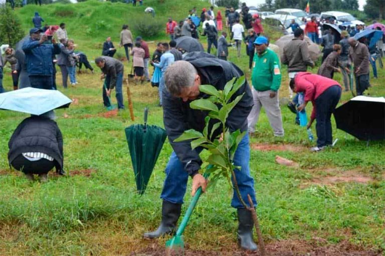 353 millones de árboles en 12 horas: Etiopía lo hizo posible