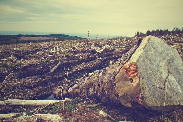 ¿Por qué las grandes empresas no informan sobre los riesgos de la deforestación?