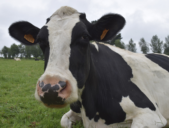 ¿Cómo impulsa Danone a los productores de leche?