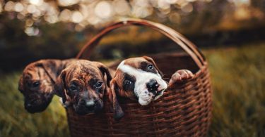 8 tips para el cuidado de mascotas amigable con el planeta
