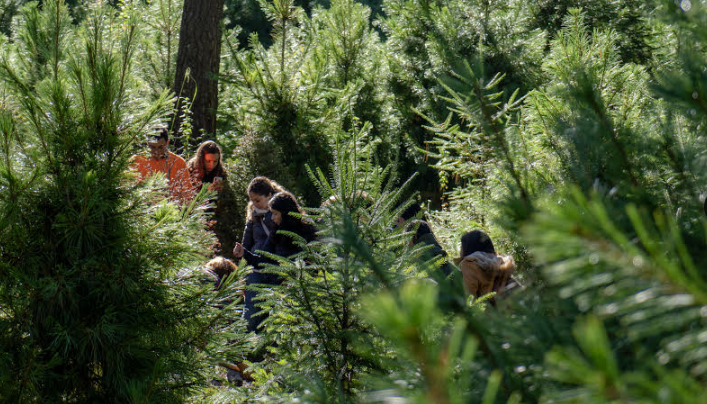 Bosque Toks: 110 árboles de navidad fueron reintegrados a la naturaleza