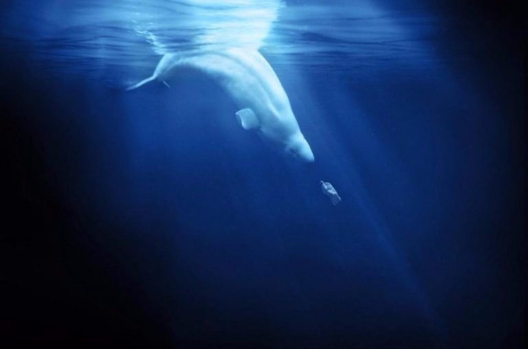 Mira Film Fest: “A plastic Ocean”