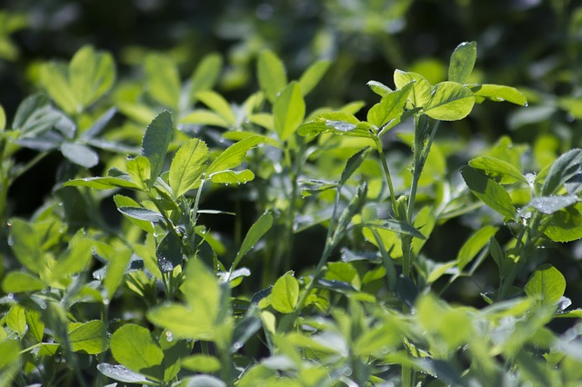 La alfalfa combate la desnutrición en niños mexicanos