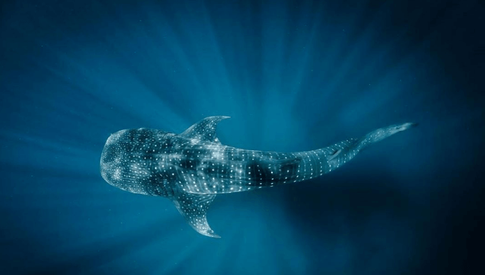 Lonely Whale: ideas audaces para salvar el océano