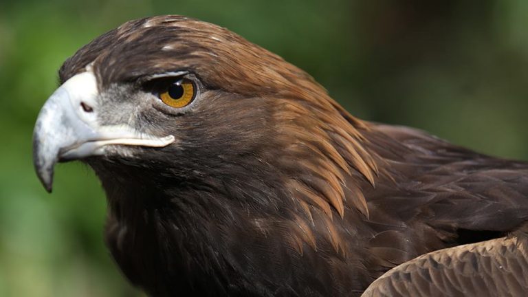 Hoteles City Express reafirma su compromiso con la conservación del águila real