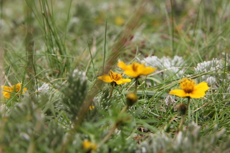 Colaboradores de Toks y voluntarios se unen para dar limpia bienvenida a las mariposas monarca