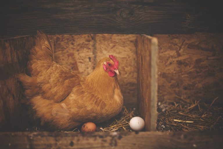 ¿Huevos sin gallina? Brasil inventa prototipo pro animal