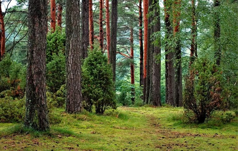 Manejo forestal comunitario: Estas comunidades son ejemplo de vida sostenible