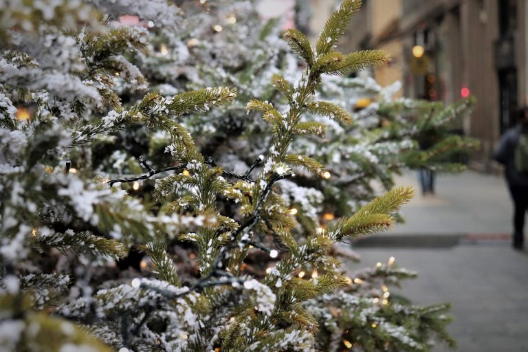 17 tiendas Walmart y Superama en la CDMX recibirán árboles de navidad para reciclaje