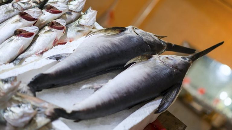 Alerta por pescados y mariscos con altos niveles de mercurio