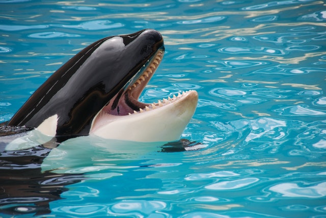 https://www.pexels.com/photo/white-and-black-killer-whale-on-blue-pool-34809/