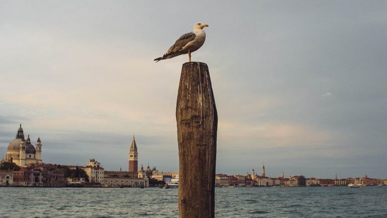 La vida silvestre regresa a una Venecia sin humanos