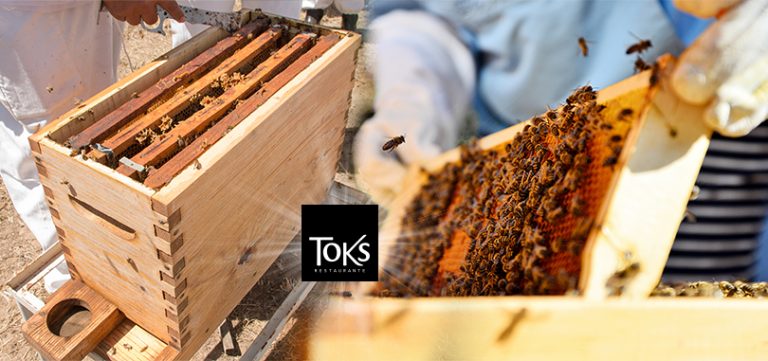 ¿Qué pasa cuando una abeja escoge a su apicultor?