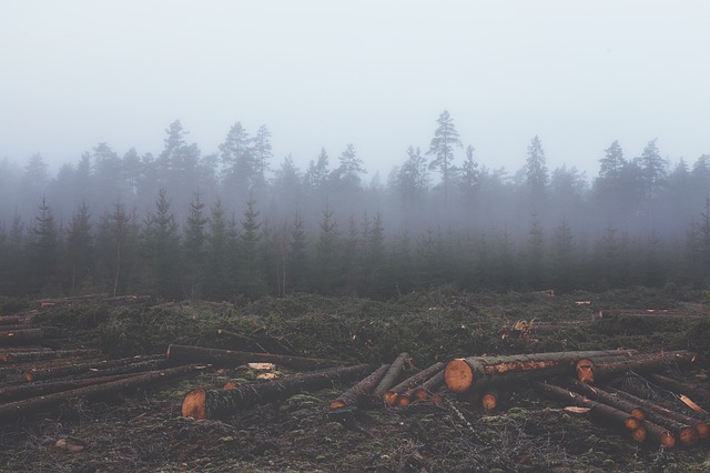 DEFORESTACIÓN. Tras años de presión, PepsiCo actualiza su política de aceite de palma