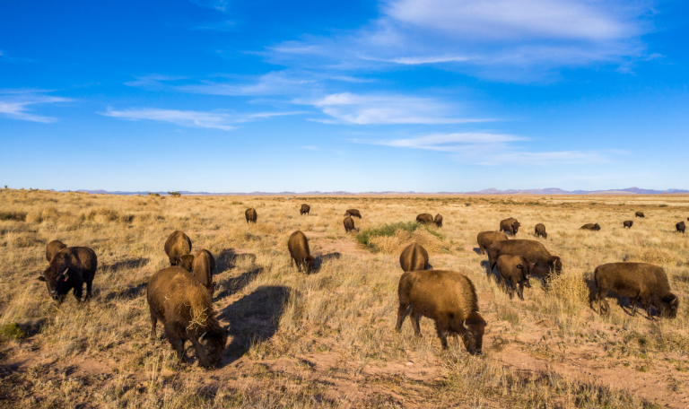 Completan exitosamente reintroducción de bisonte americano
