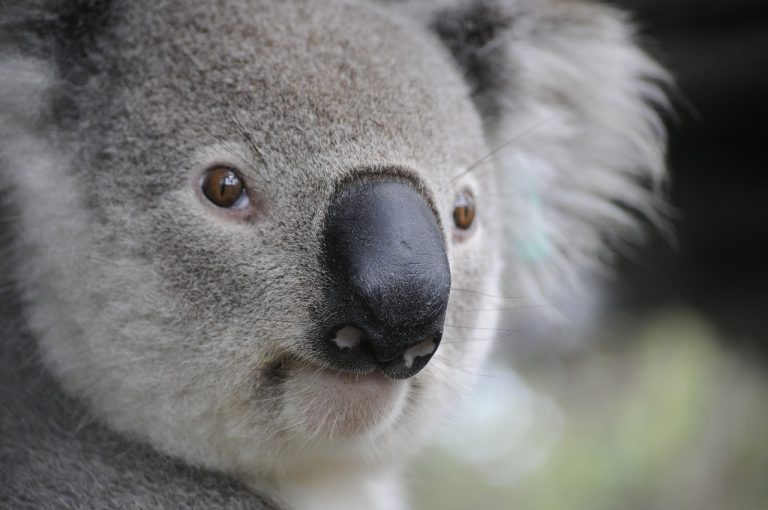 Podrían declarar a los koalas en peligro de extinción