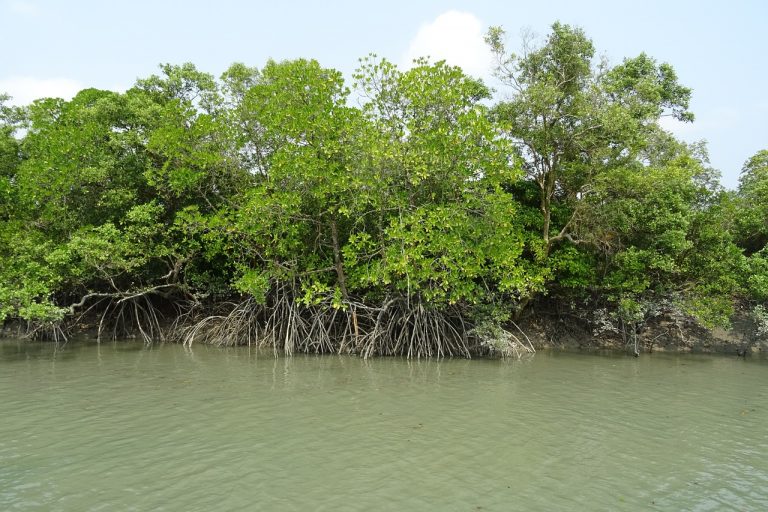 México está destruyendo manglares protegidos para construir refinería