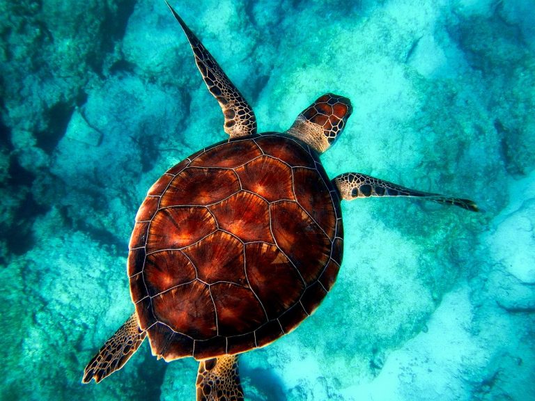 Estudio revela por qué las tortugas están comiendo plástico